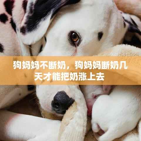 狗妈妈不断奶,狗妈妈断奶几天才能把奶涨上去