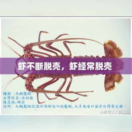 虾不断脱壳,虾经常脱壳