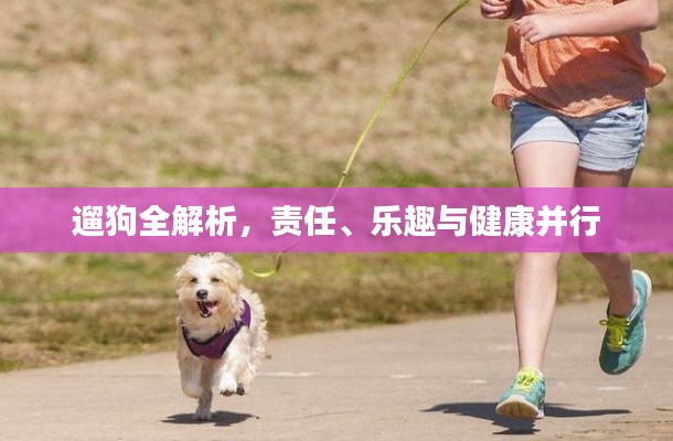 遛狗全解析,责任、乐趣与健康并行