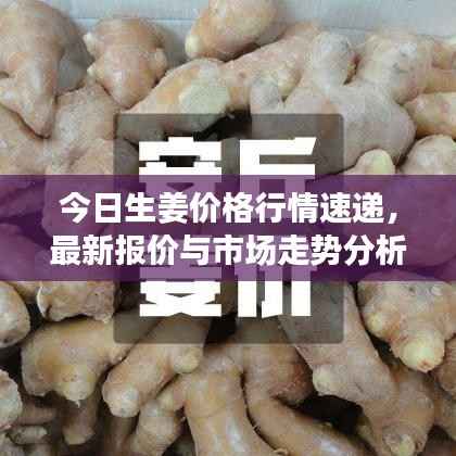 今日生姜价格行情速递，最新报价与市场走势分析