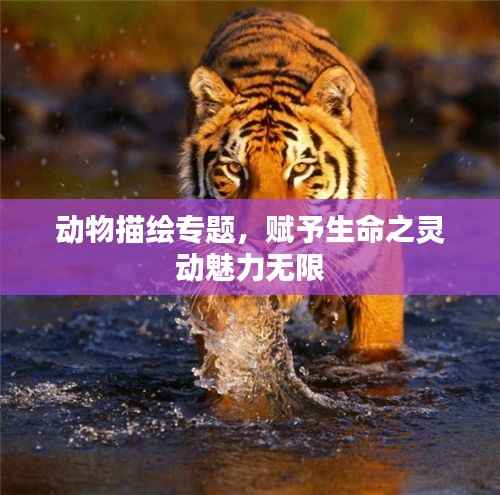 动物描绘专题，赋予生命之灵动魅力无限